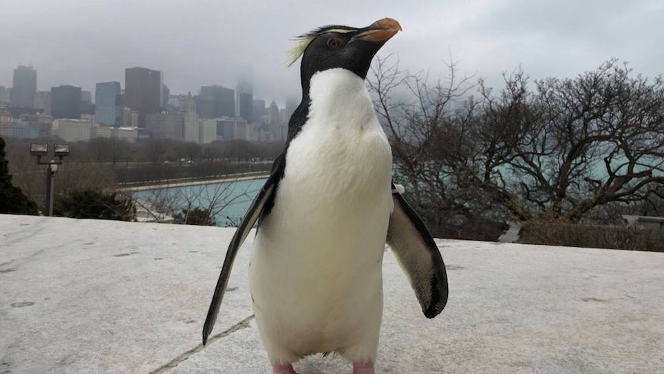 Shedd Aquarium Pingwin Chicago