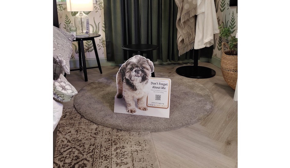 PAWS Chicago adopcja zwierzęta