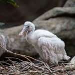 Chicago: potężny pożar w dzielnicy Bridgeport