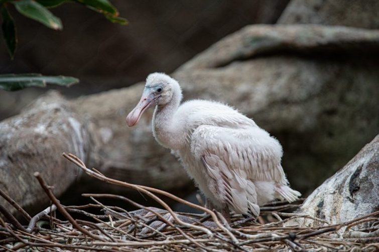 Pisklę Lincoln Park Zoo
